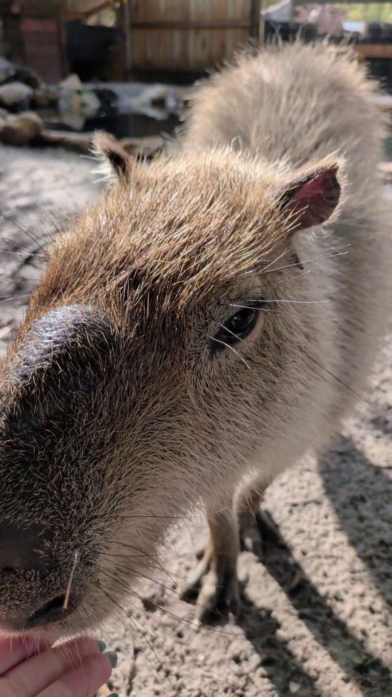 Capybara Encounters That Feel Like Hanging Out With Your New Best Friend