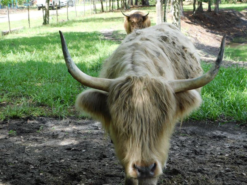 Highland Cattle Steal the Spotlight
