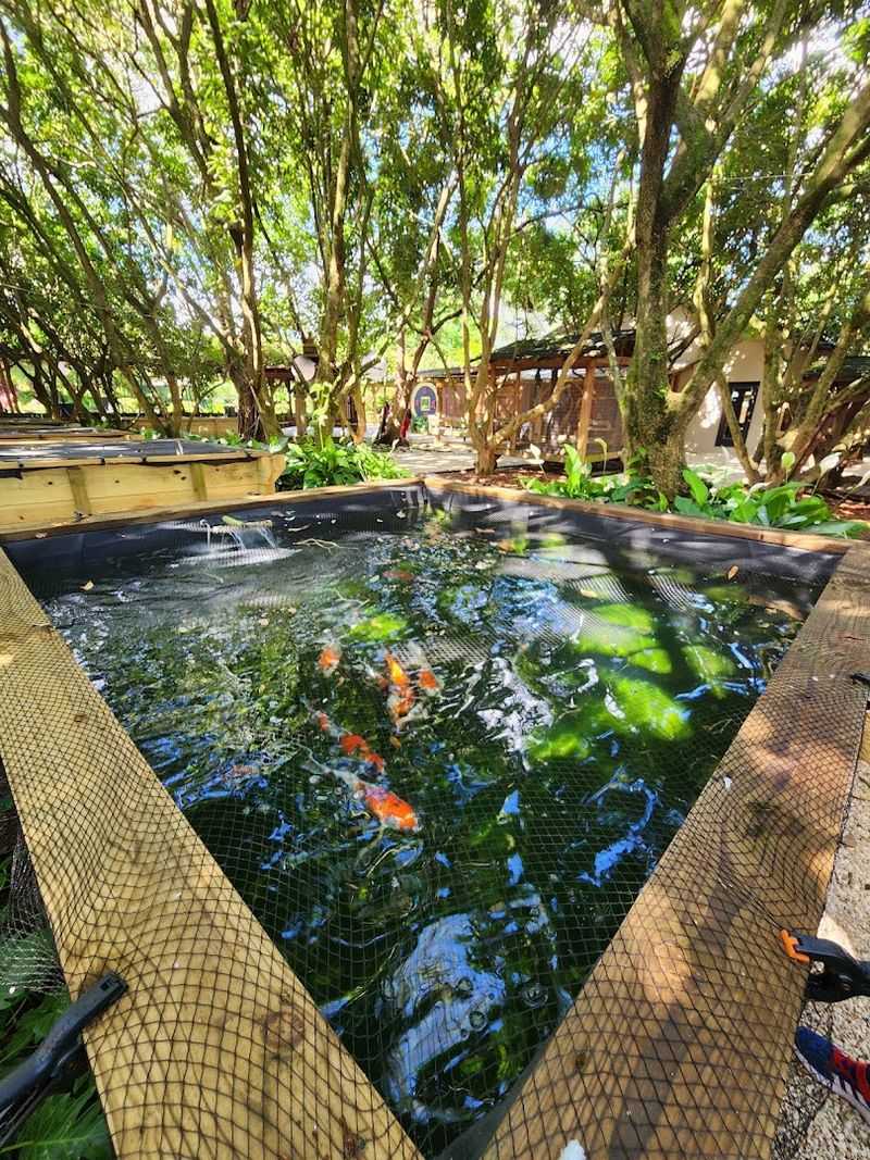 The Stars of the Show: Magnificent Koi Fish