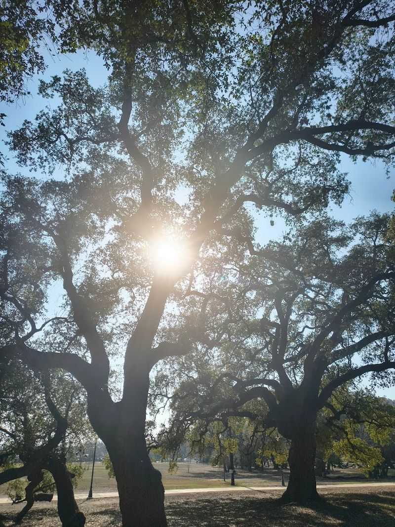 Natural Shade From Towering Live Oaks