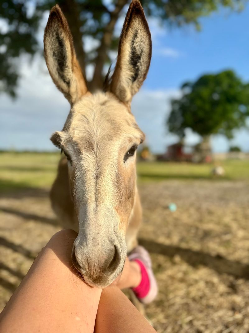 Your Phone Is About to Fill Up With Donkey Photos