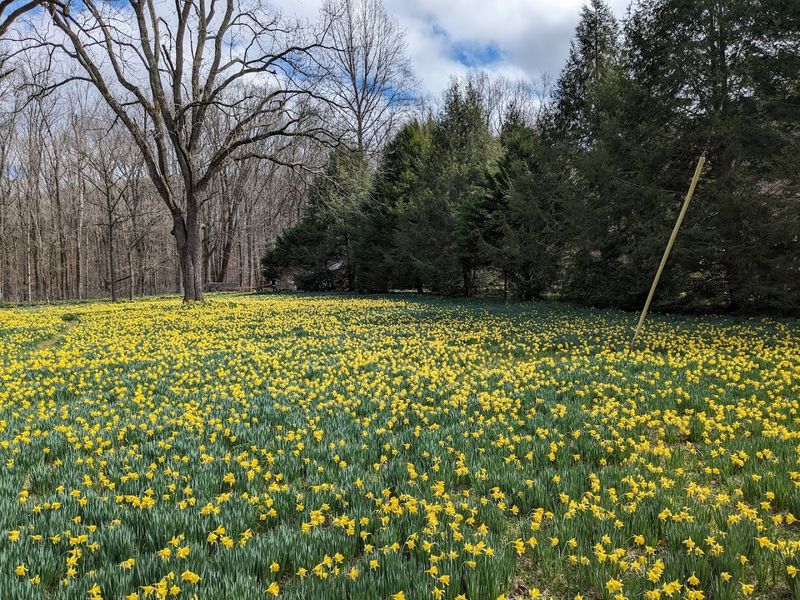 Why This Tennessee Daffodil Farm Belongs on Your Spring Bucket List