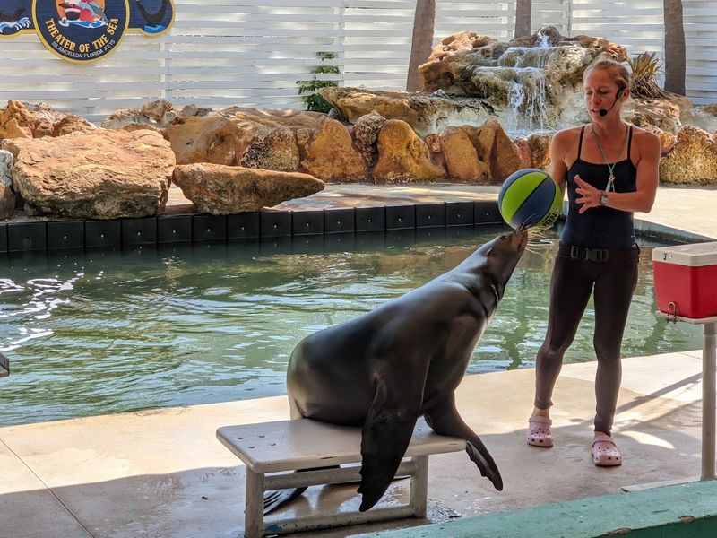 Laugh Out Loud Sea Lion Moments