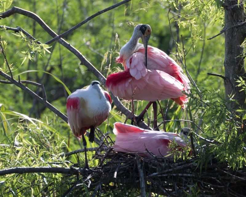 Thousands of Roseate Spoonbills During Nesting Season
