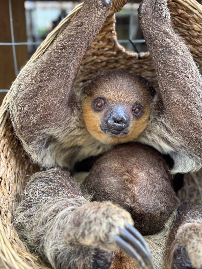 Up-Close Sloth Encounters That Bring Visitors To Tears