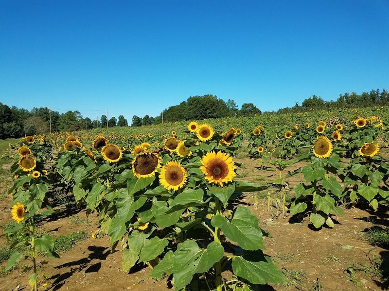 Justus Orchard (Hendersonville)