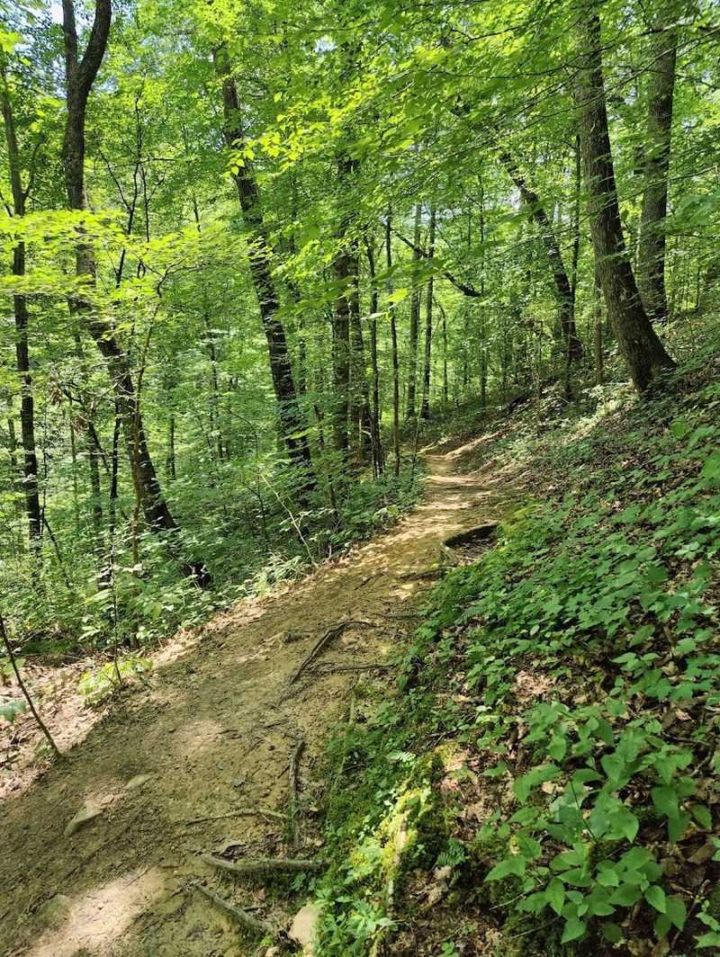 The Trail Starts With a Quiet Walk Into Wild Tennessee Woods