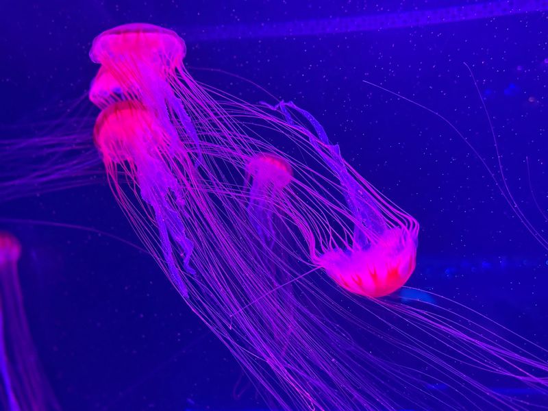 Jellyfish Museum (Pompano Beach)
