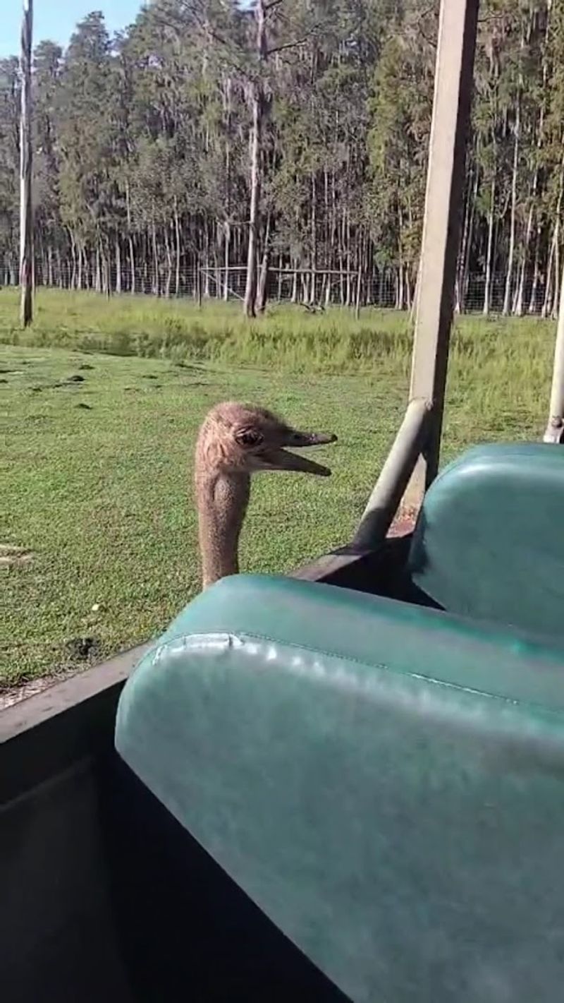 Hilarious Ostrich Encounters You Won't Forget