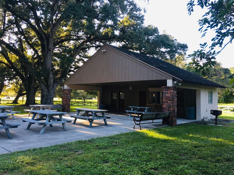 Perfect Picnic Spots Under Towering Oaks