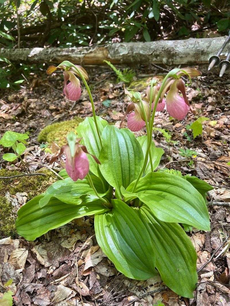 Why This Trail Is Famous for Wildflowers