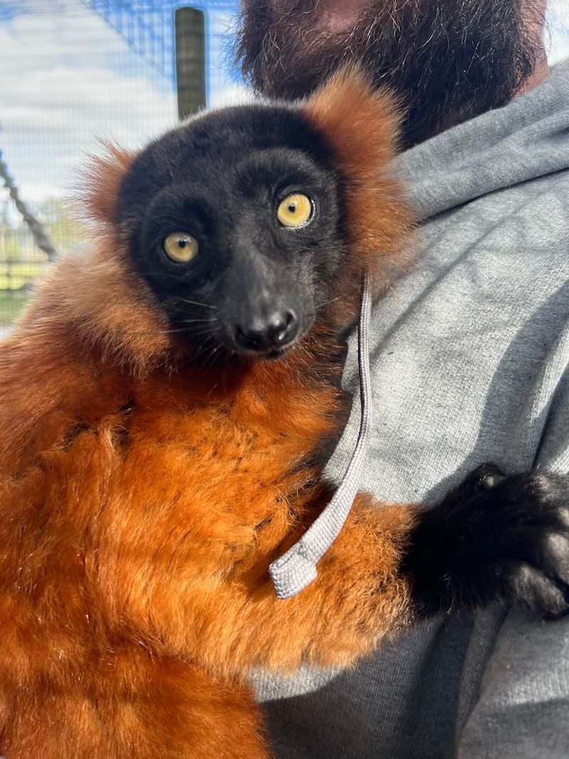 Lemur Encounters Worth Every Penny
