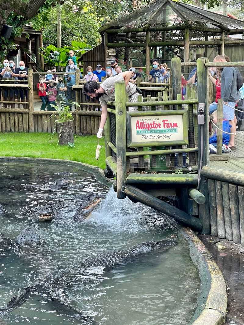 Experience the Legendary Gator Feeding Shows
