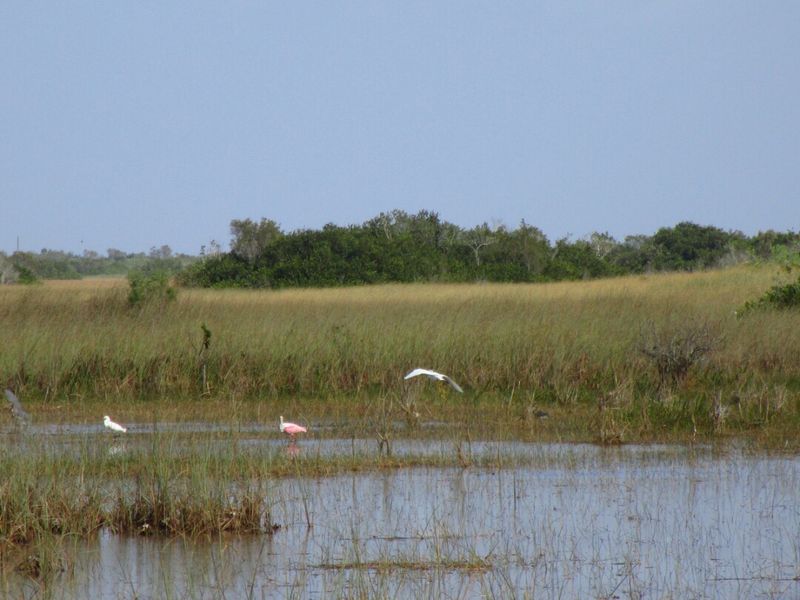 Bird Watching Paradise: Wings Over the Wetlands