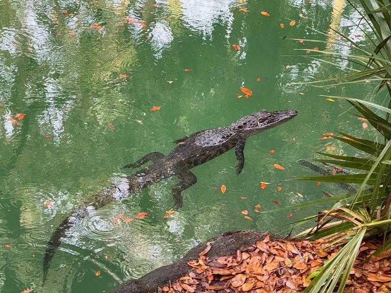 Wildlife Watch: Turtles To Gators