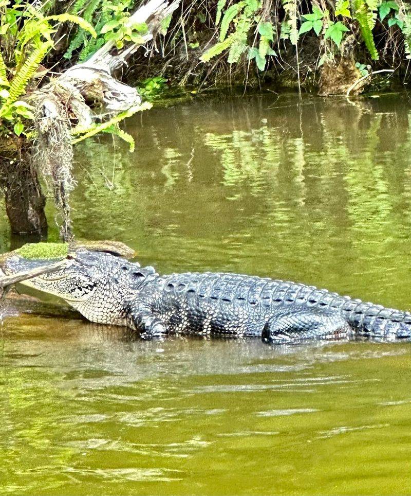 Wildlife Spotting Happens Around Every Bend