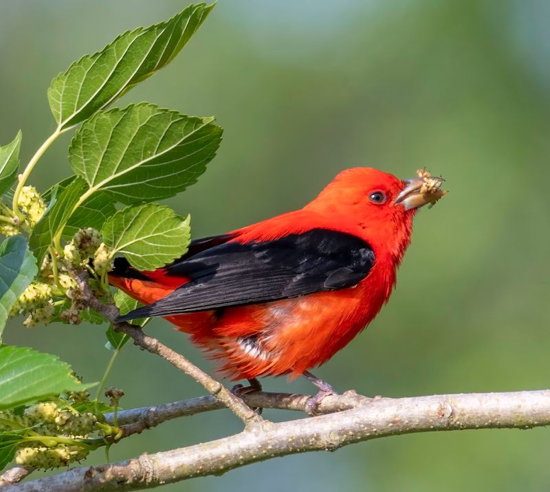 Spring Migration Brings Tropical Songbirds From Central America
