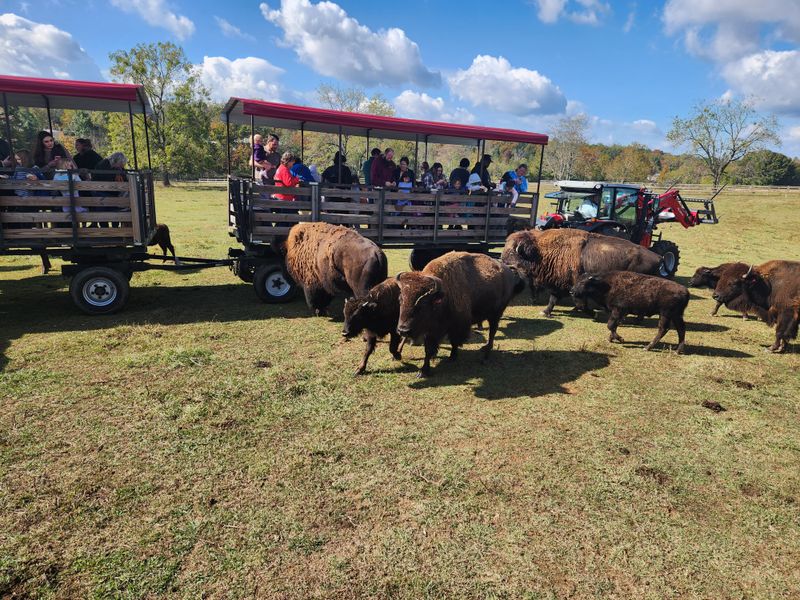 Welcome to Lazy G Ranch: Tennessee's Hidden Bison Experience