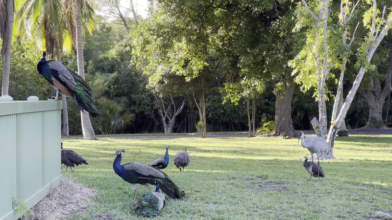 The Crandon Park Zoo Origins