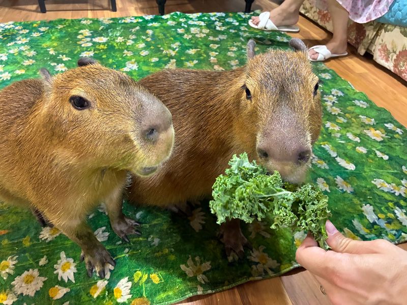Meet Pumpkin the Capybara