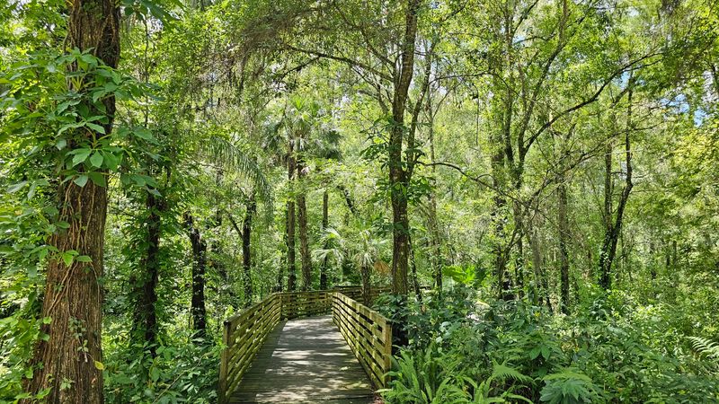 A Shady Boardwalk Through the Floodplain