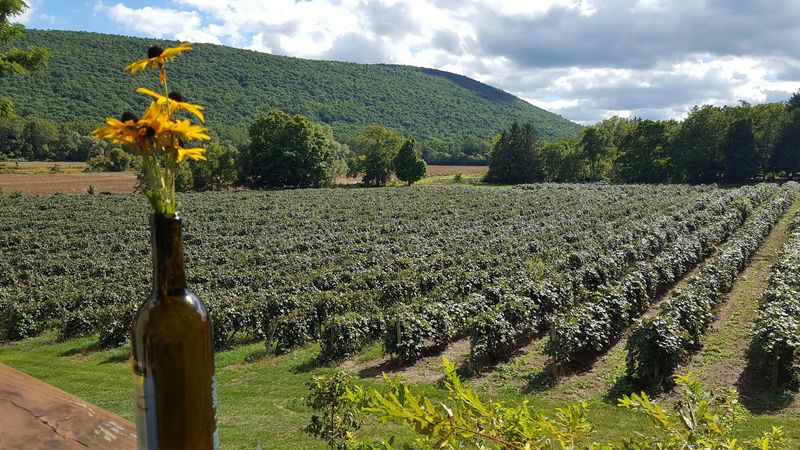 Naples and Grape Country