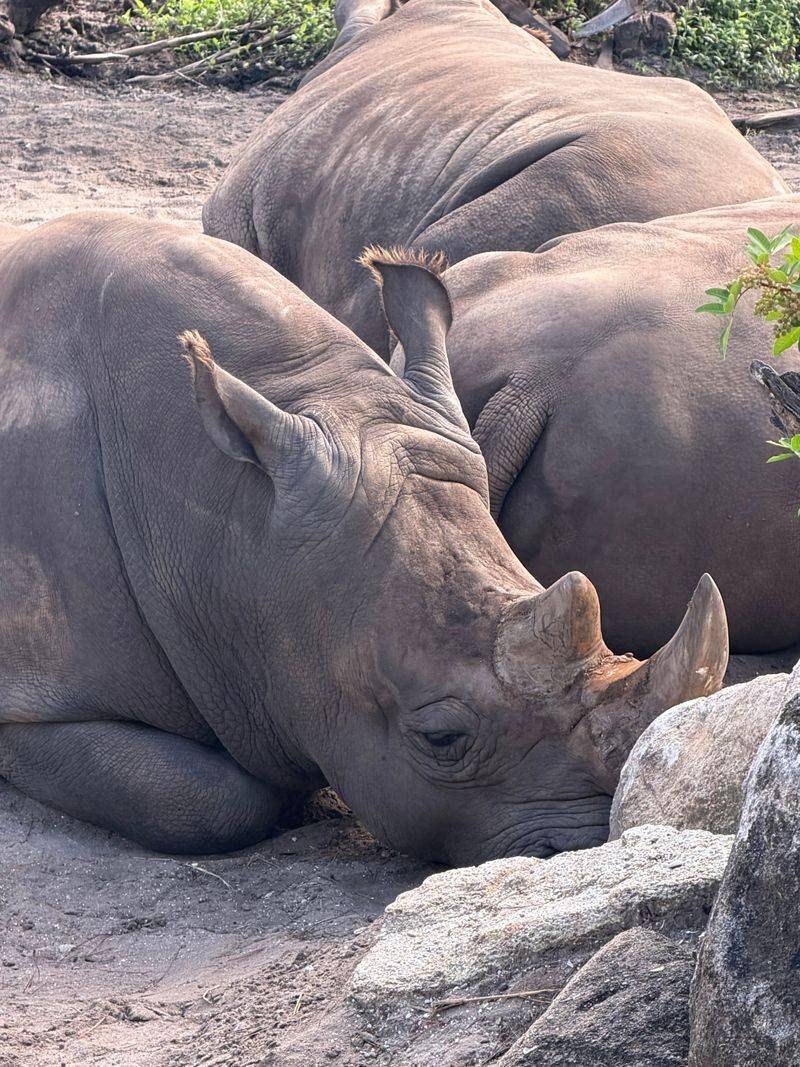 Lions, Rhinos, and the Savannah Loop