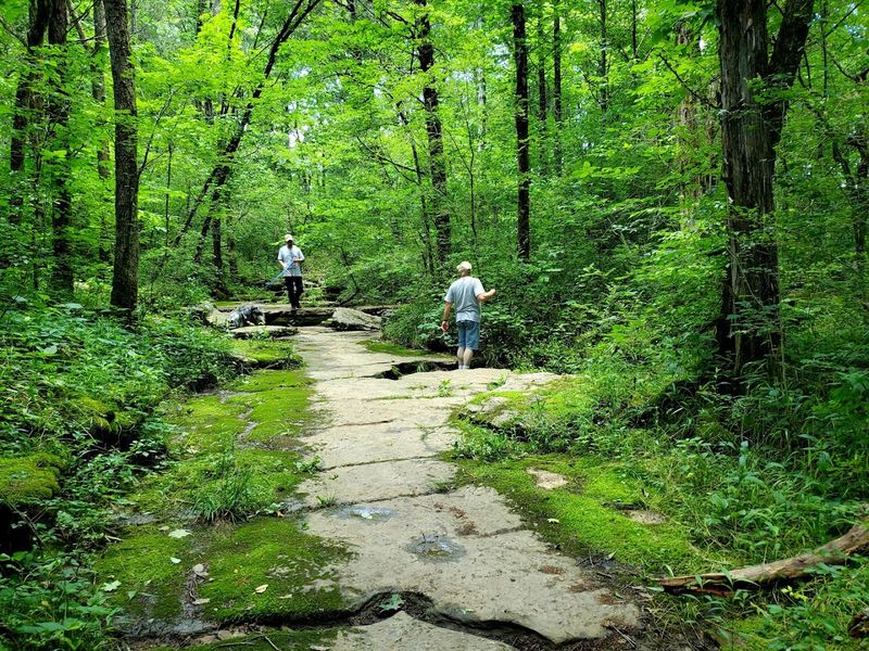 Scenic Hiking Trails Through Forest and Glades