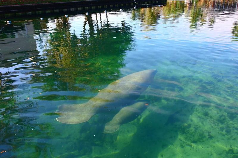Swimming With Manatees Year-Round