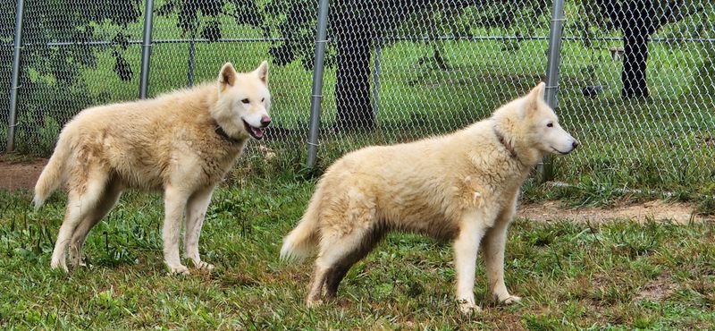 The Mission Behind Wolf Paws: Giving Wolf-Dogs a Second Chance