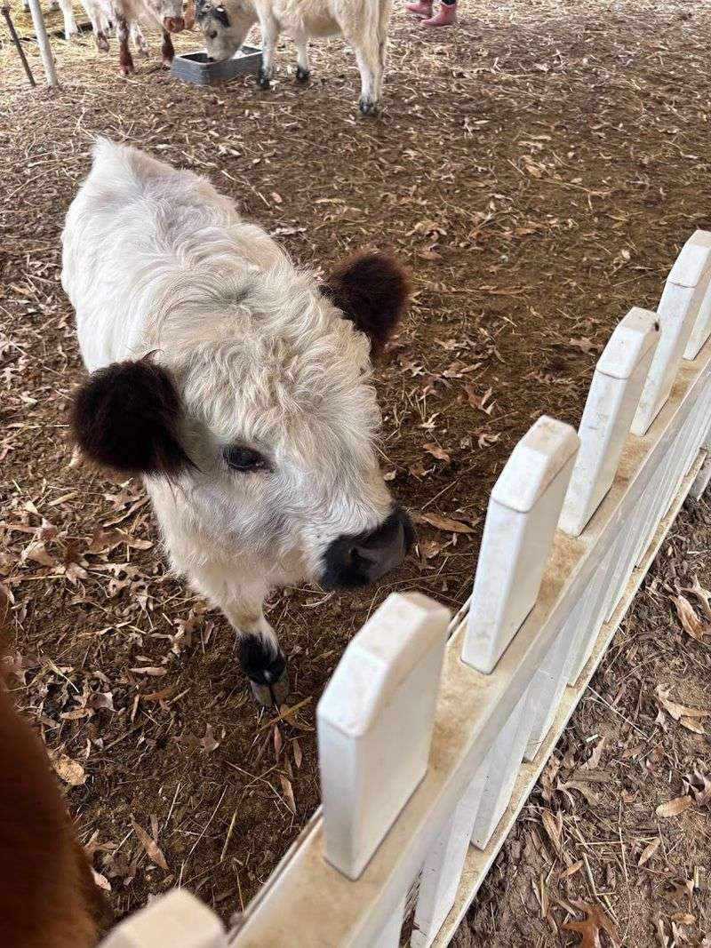 Mini Highland Cow Cuddle Experience