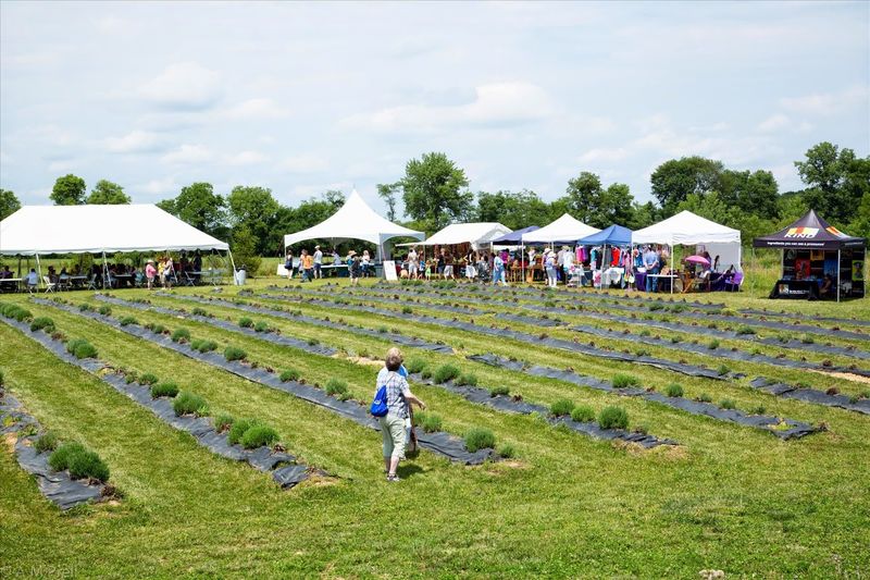 The Summer Solstice Lavender Festival