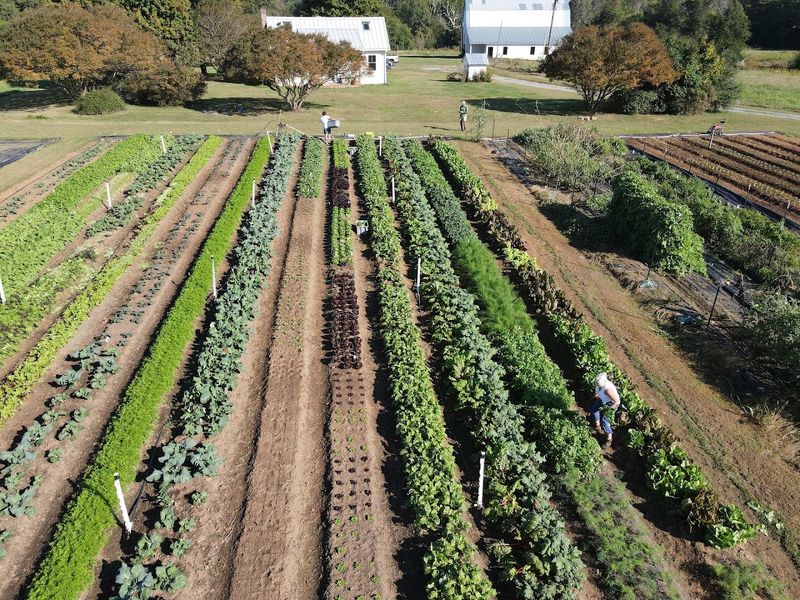WildSide Farm (Chapel Hill)