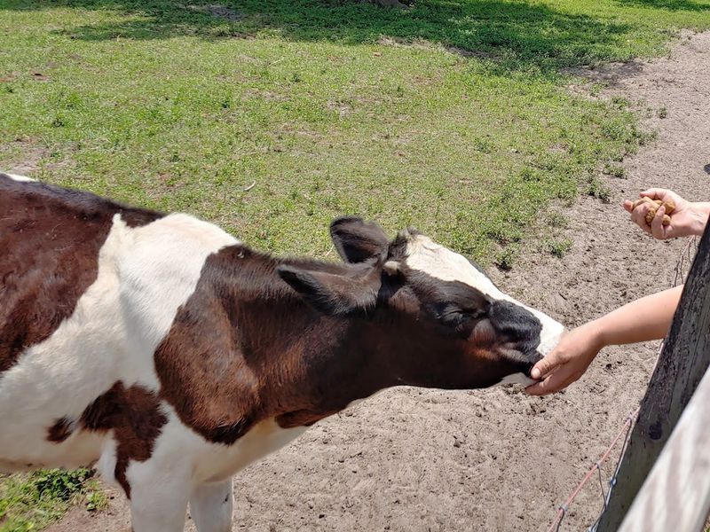 Volunteer-Powered Compassion In Action
