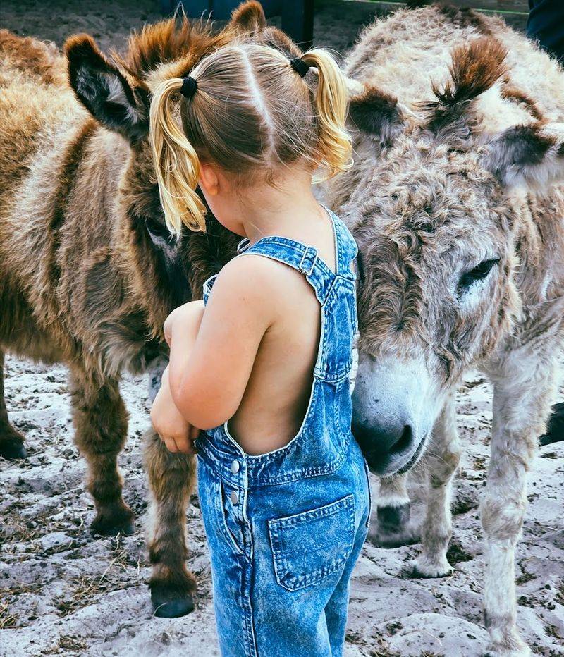 Hand-Feed Goats and Miniature Donkeys