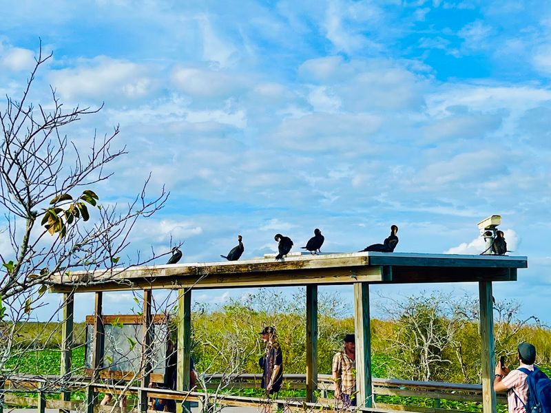 Wildlife Watching from a Perfect Perch