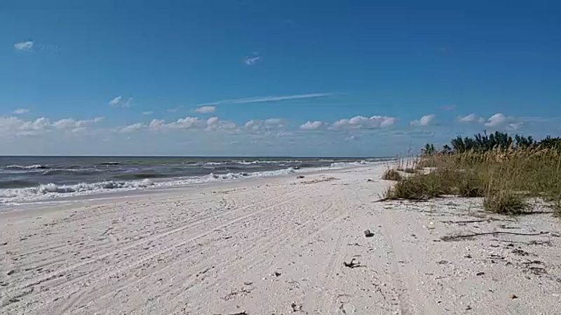 Sea Turtle Nesting Season: Nature's Most Inspiring Spectacle