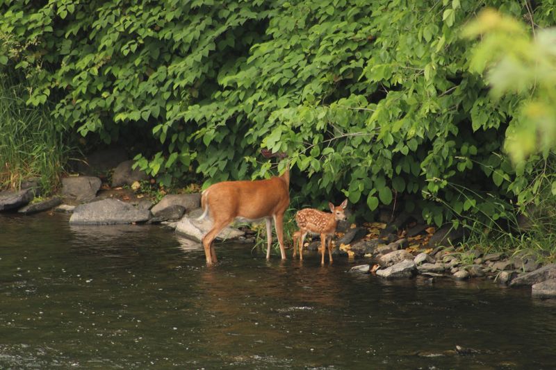 Wildlife sightings make every trip feel different