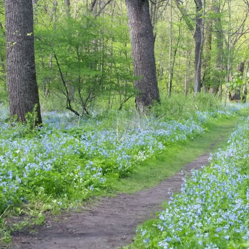 Carley State Park (Plainview)