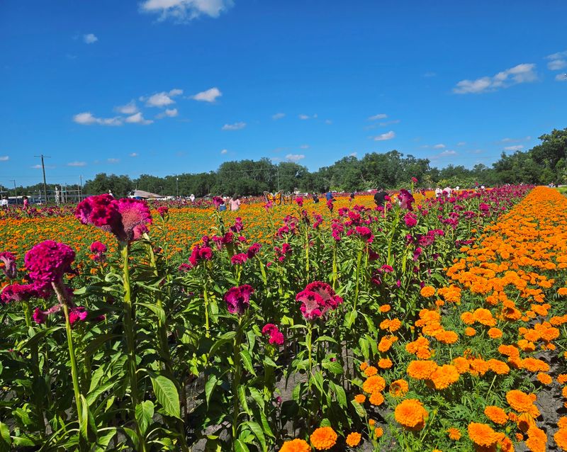 Why This Fall Tradition Keeps Getting Bigger