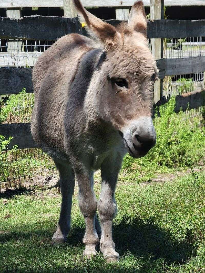 Donkeys And Other Surprise Residents