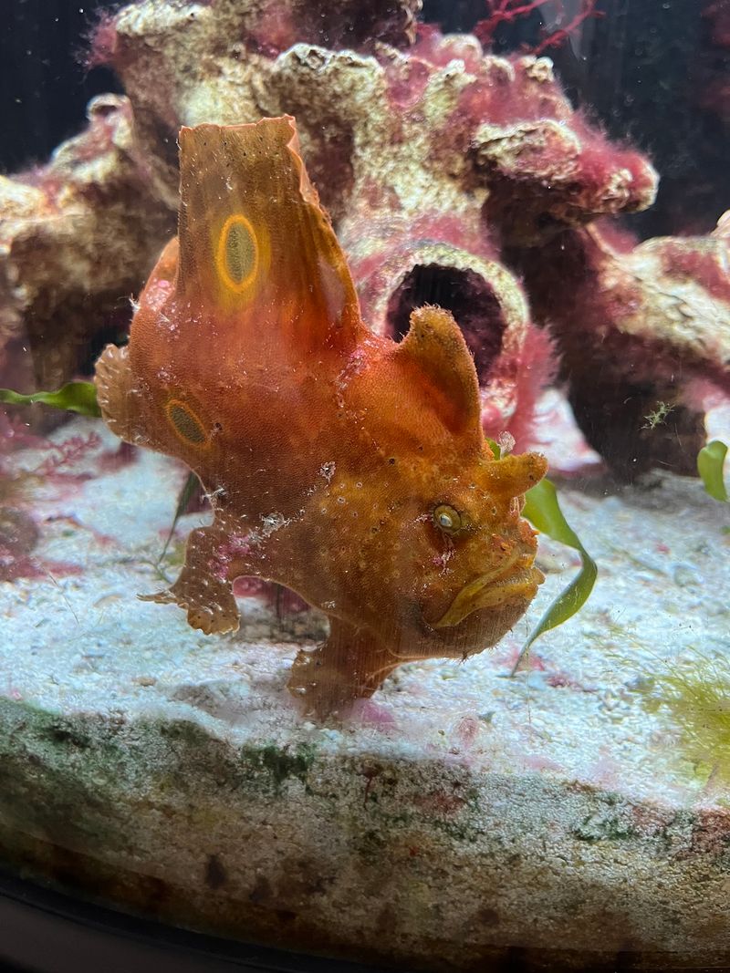 Exhibits, Aquariums, and the Microscope