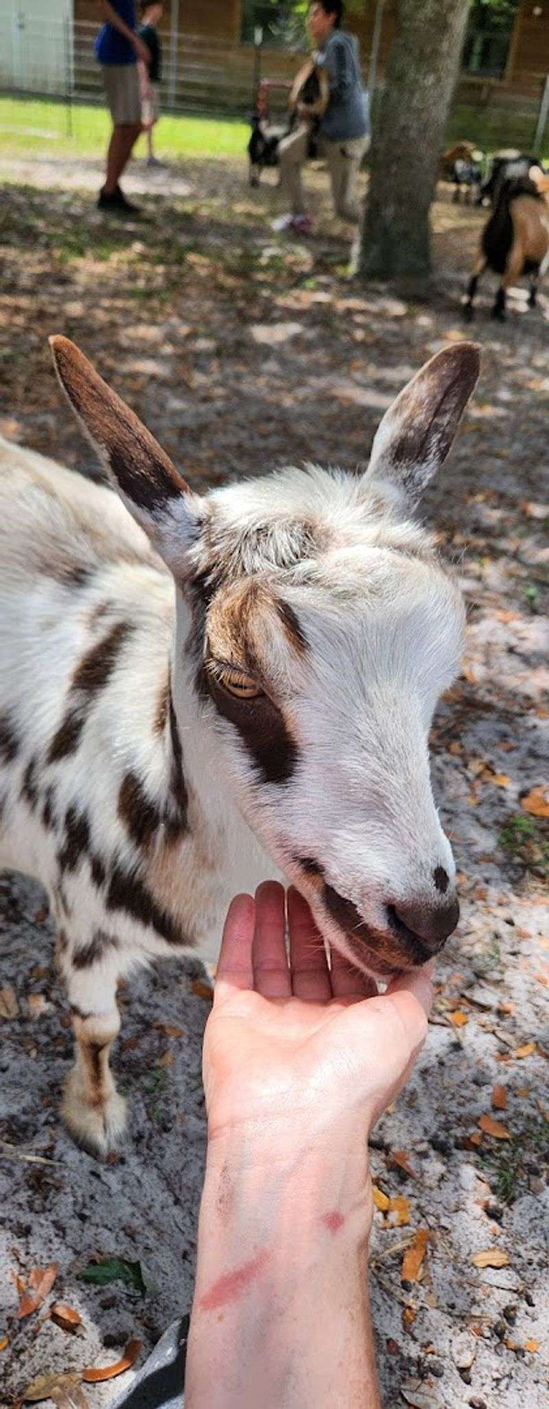 Clean, Caring, And Calm Vibes