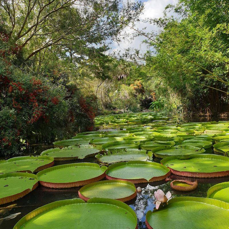 Giant Water Lilies at the Aquatic Garden