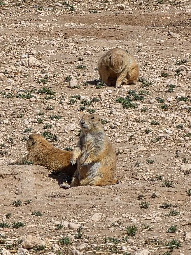 The Jump-Yip Display Will Make You Laugh