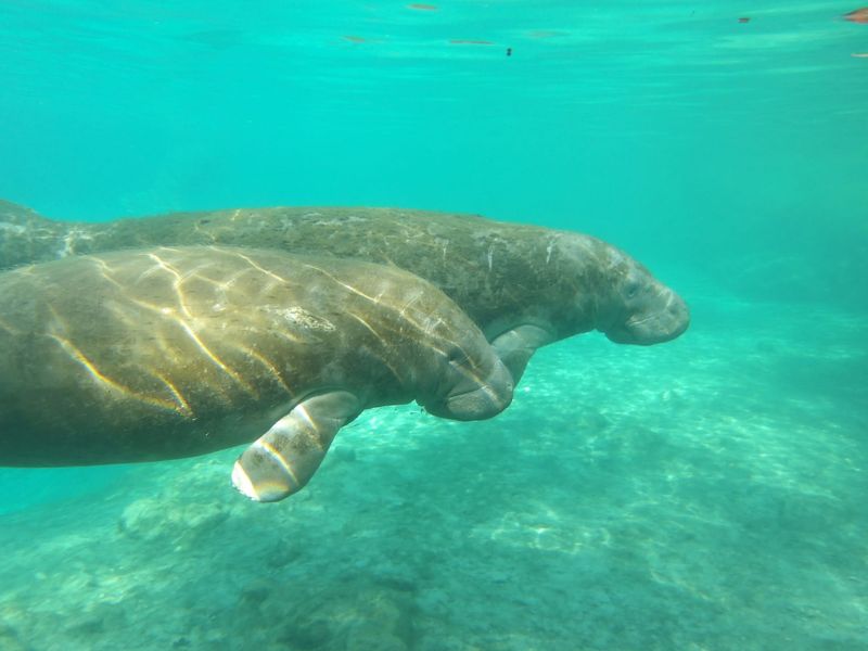Time Your Visit for Maximum Manatee Magic