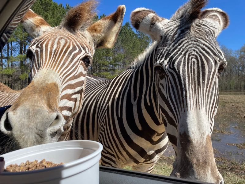 Drive Through Safari: Feeding From Your Car