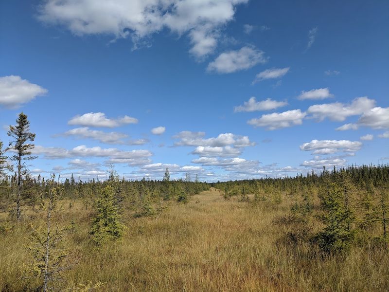 Big Bog State Recreation Area (Waskish)