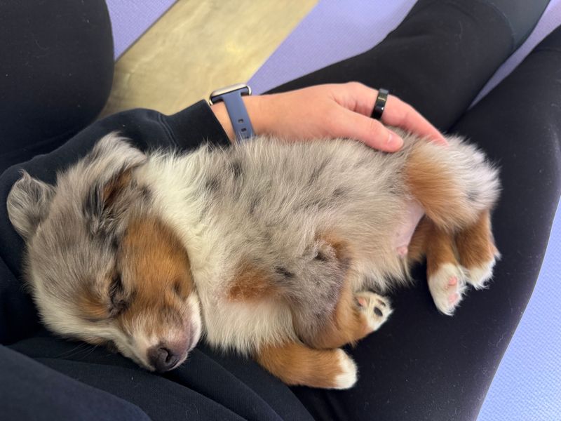 Meet the Puppies Stealing the Show