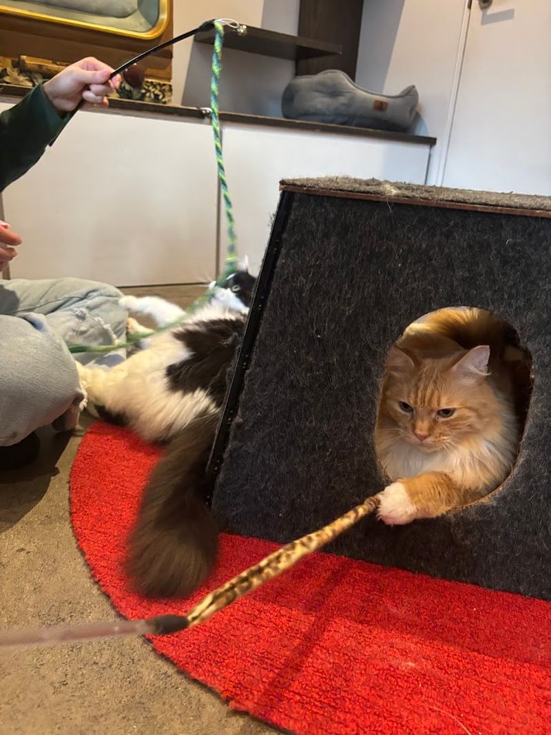 The Cats: Personalities, Play, And Patience